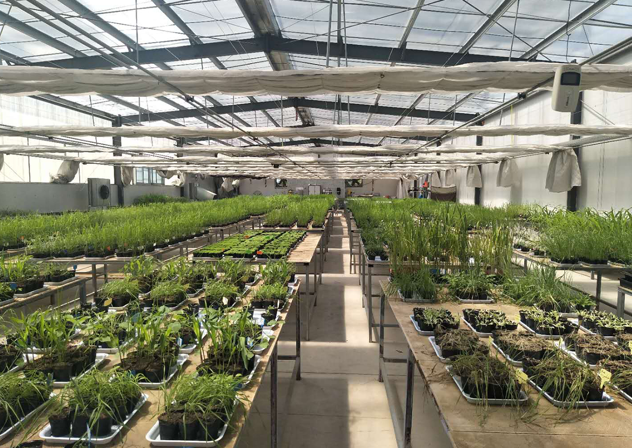 北京顺义蝴蝶兰种植基地恒温项目